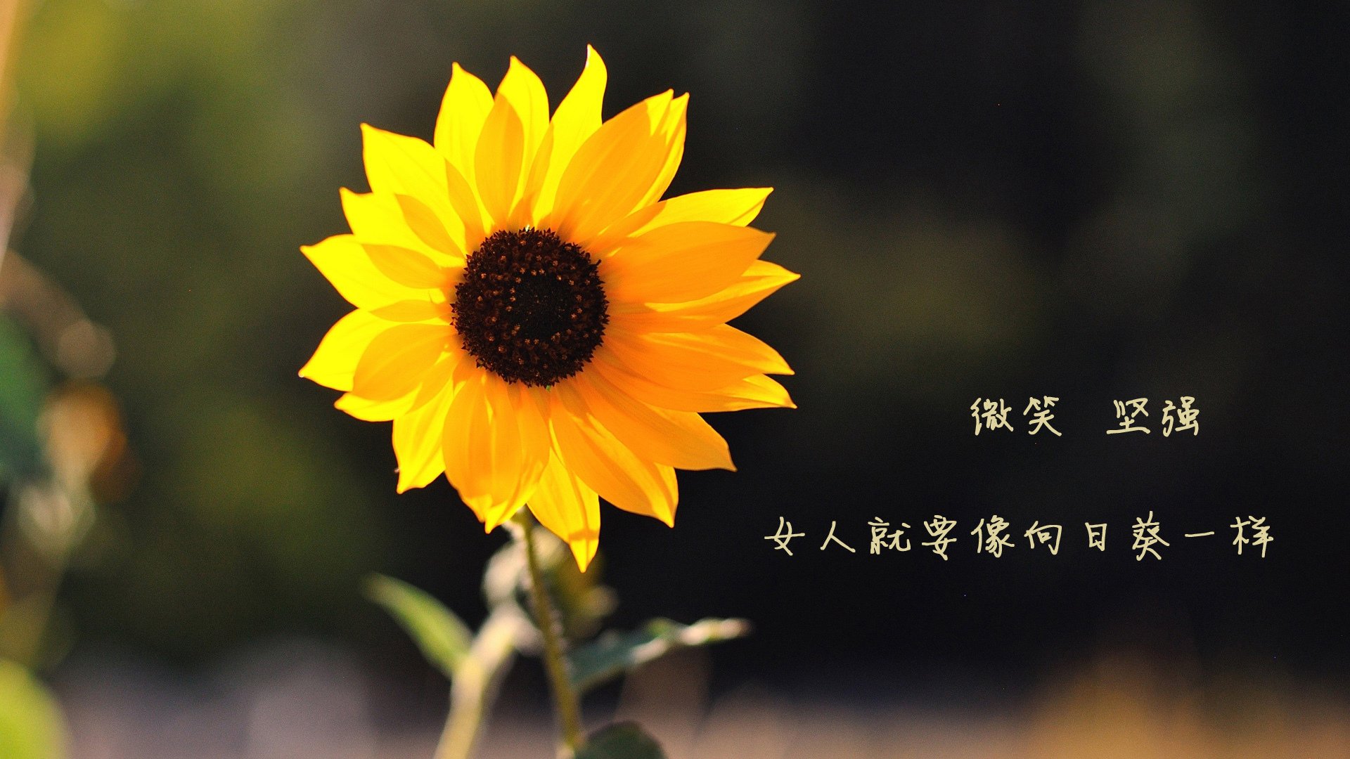 米兰登录入口-后场反击：防守反击战术的精彩体现，后场击球技术有哪些