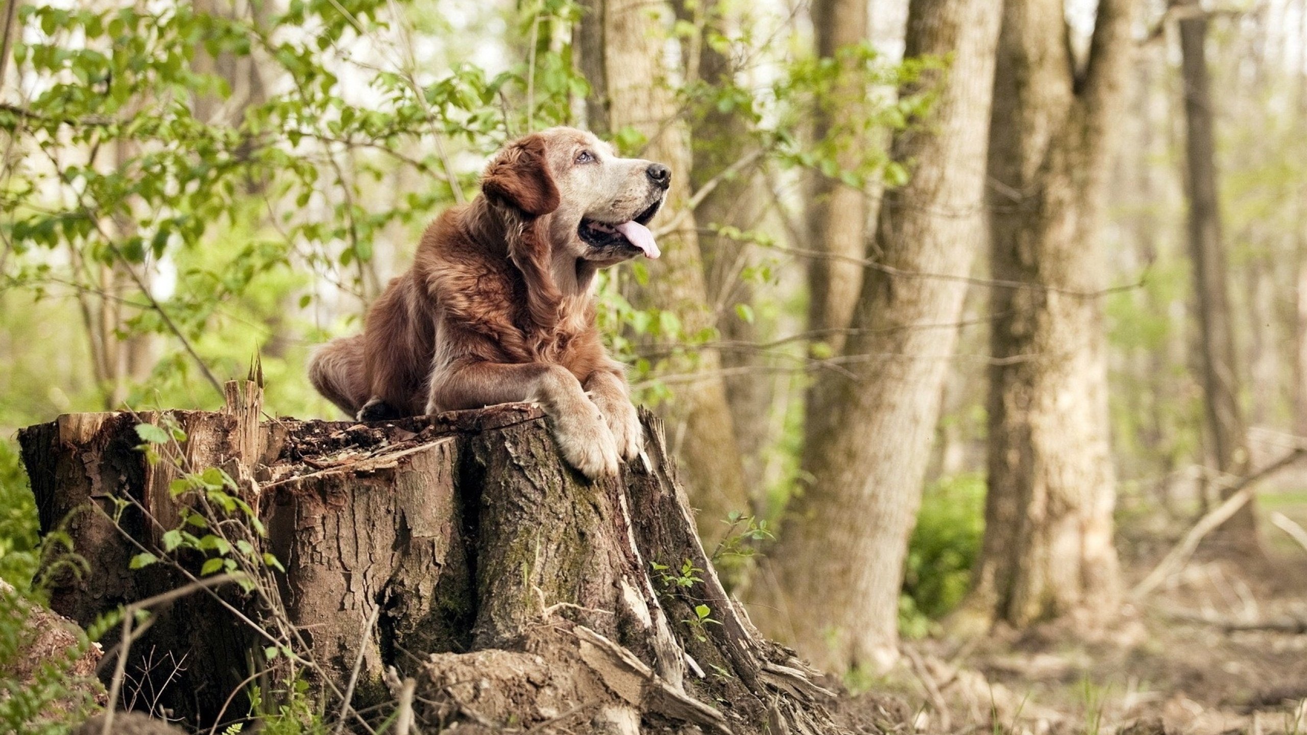 米兰体育官网-德甲球队高强度对抗中体能消耗与技术失误关联，德甲球员速度排名