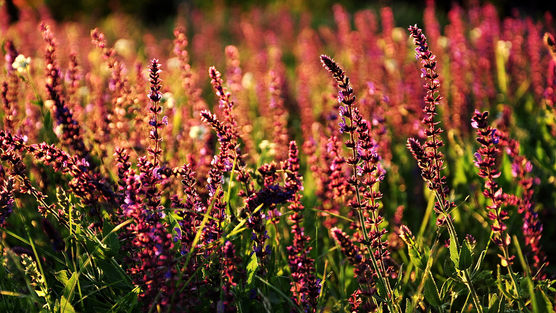 米兰体育官网-世界杯中国女足战胜 球迷激情澎湃，中国足球女足世界杯