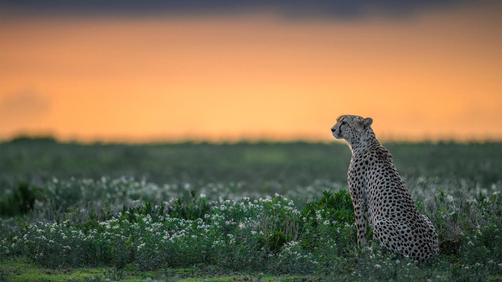 -体育纪录片关注双语运动员成长历程，有关体育史的纪录片