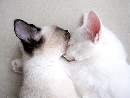 -决赛红牌对PSG战术体系冲击大，联赛红牌