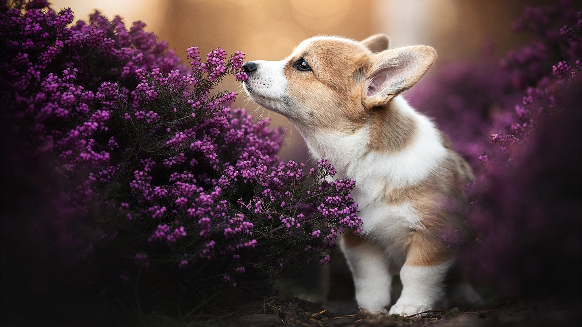 MILANSPORT下载-战术体系是否决定球队伤停后的表现曲线，球赛战术分析