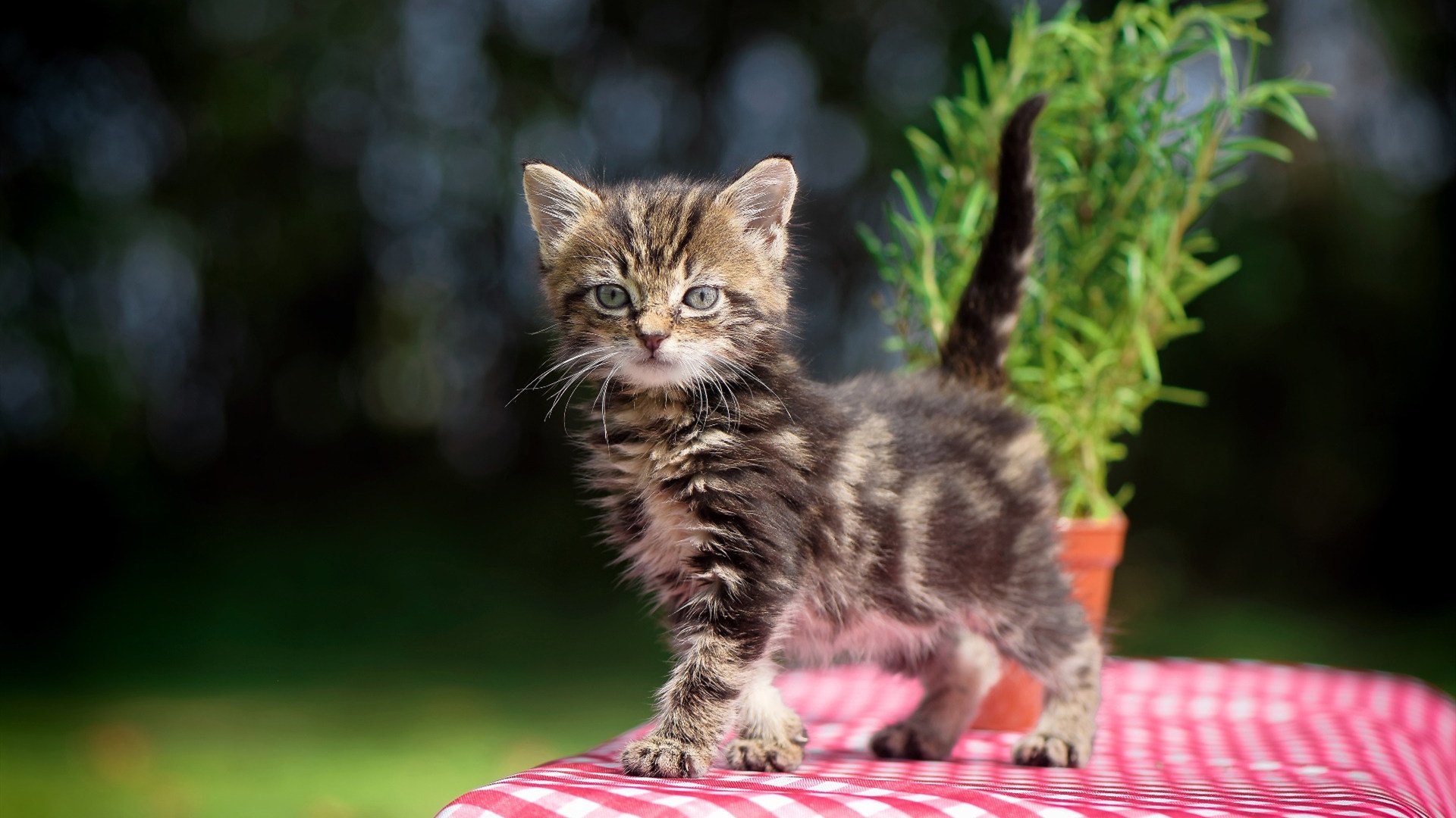 米兰登录入口-控球节奏失衡是否导致下半场控场能力下降，控球节奏训练