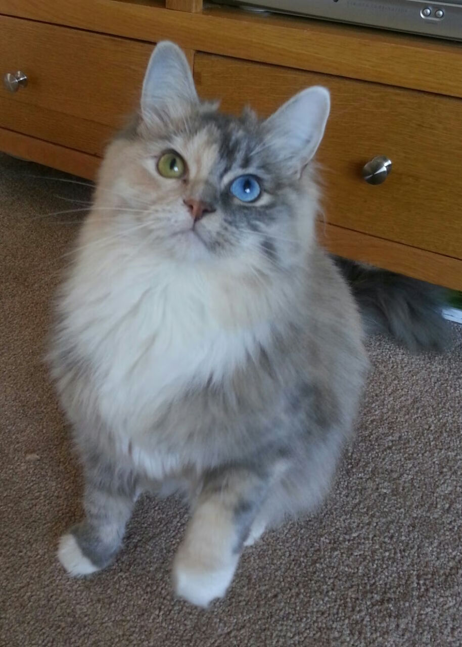 AC米兰-短局赛制提升赛事紧凑度，观众反响热烈，竞技模式短时赛是什么