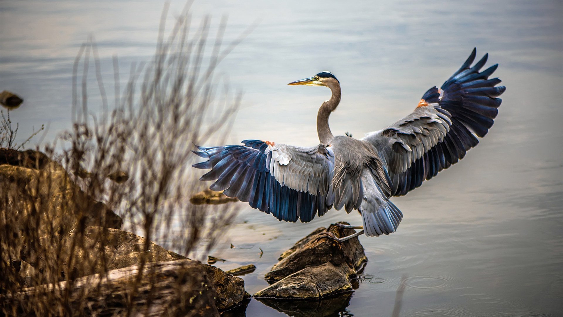 米兰体育APP-“阿根廷美洲狮队的‘铁血防守’：马丁·高尔西的战术创新”