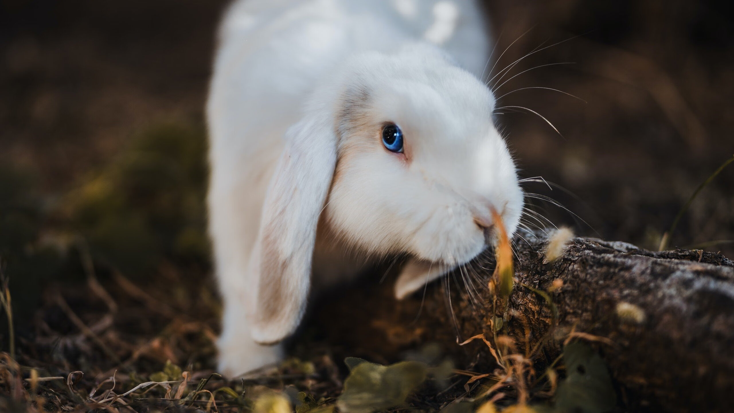 -世界杯激情碰撞：终场哨响前的绝妙瞬间，世界杯哨子