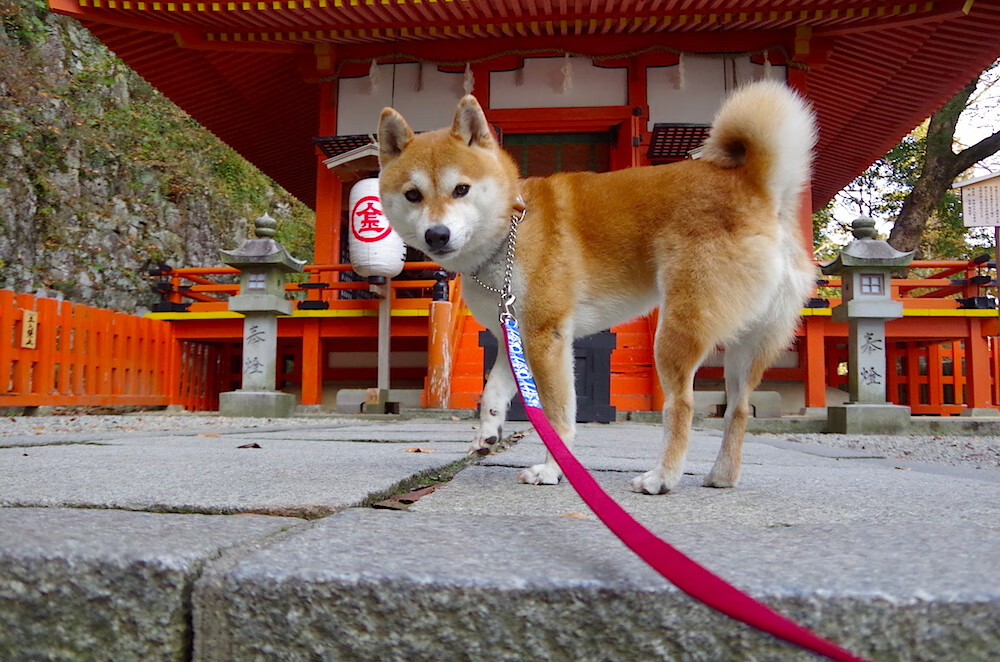 米兰体育APP-东契奇积极防守带动全队士气提升，东契奇进攻集锦