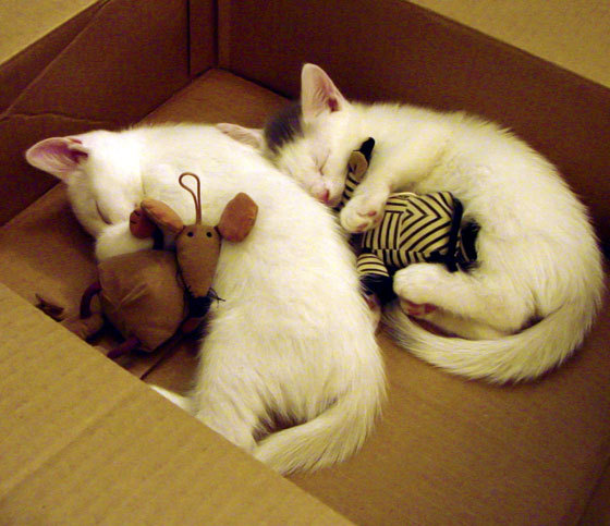 米兰体育APP-乌兹别克斯坦女篮在亚洲锦标赛中表现优异，迈向奥运，乌兹别克斯坦女子杯