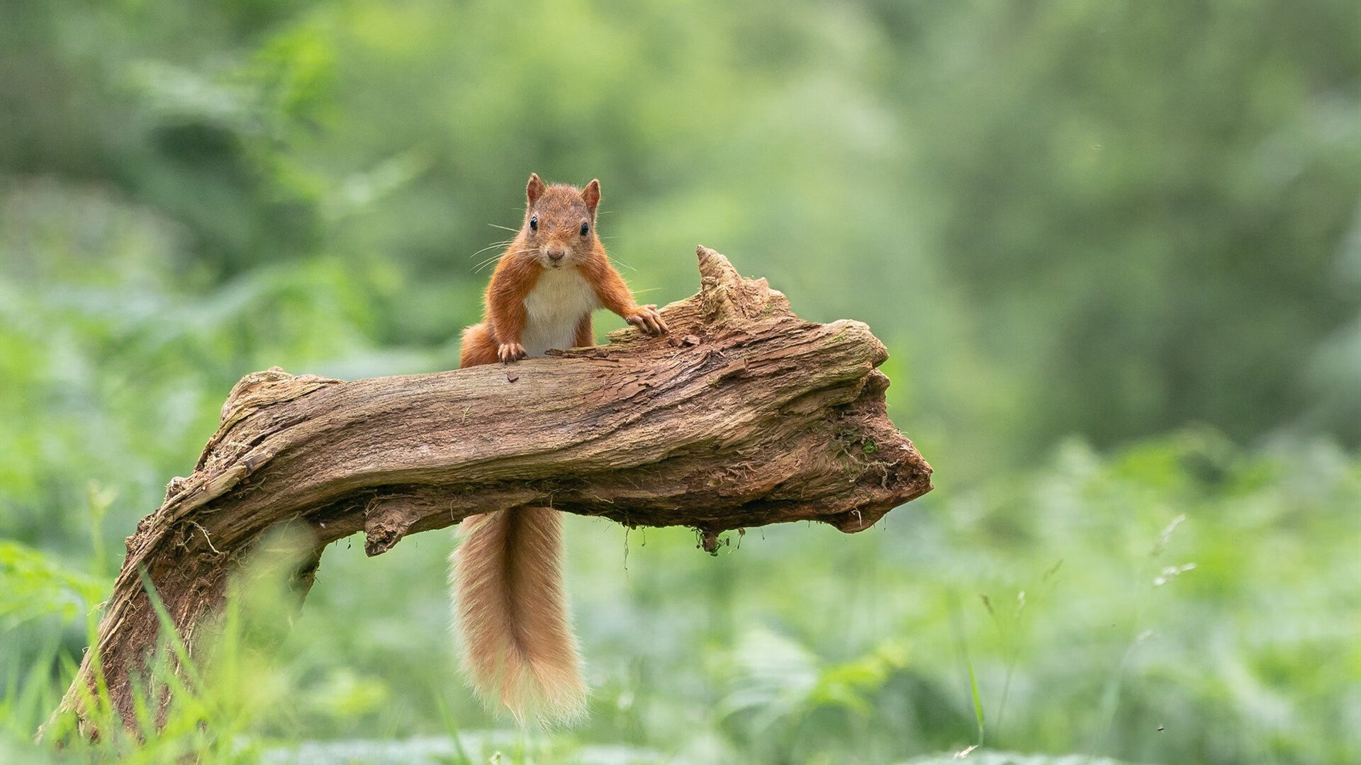 Milan Sports-混合接力赛场 美国队展现冠军风范，美国4×400米混合接力