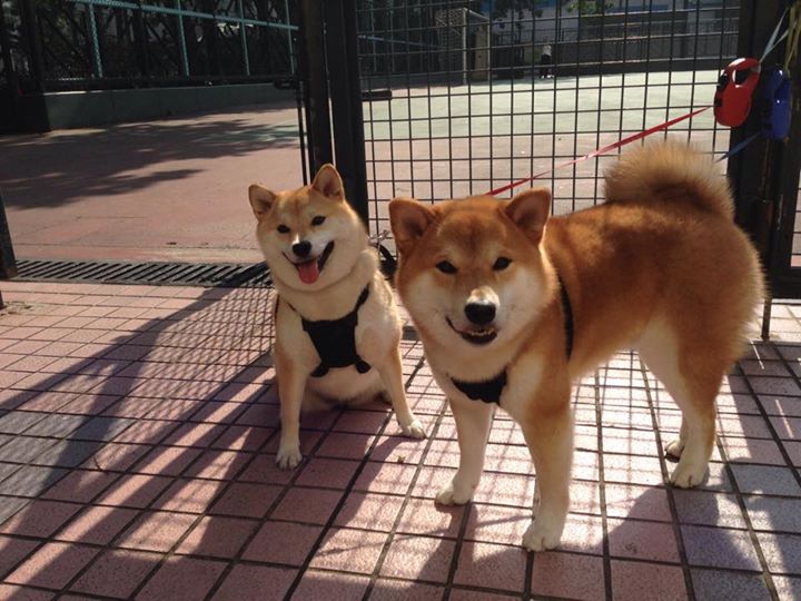 -特斯·冯·迪克：巧妙的传球创造机会，成为南非队全场的进攻发起点