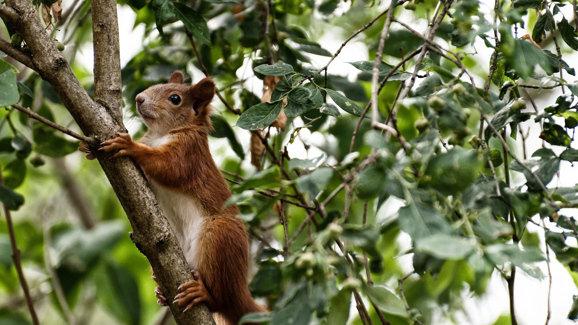 米兰登录入口-罗纳尔多梅开二度帮助曼联逆转胜利