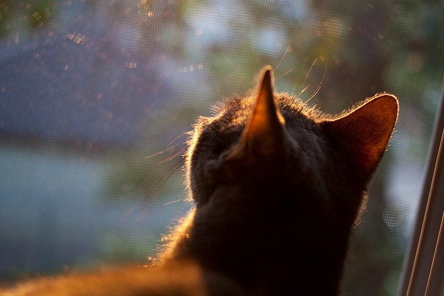 MILANSPORT入口-苏炳添回忆初入国家队经历感人，苏炳添回忆初入国家队经历感人视频